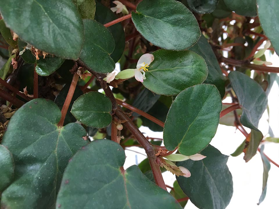 B. fusialata var. fusialata